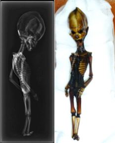 Adam, l’étrange humanoïde âgé d’une dizaine d’années. Plus petit que la normale et d’une corpulence très maigre (1,25 m pour 25 kg), le volume de son crâne, allongé et surmonté d’une crête osseuse, est disproportionné par rapport au reste du corps. Outre le fait qu’il dispose de dix paires de côtes au lieu de douze, il possède, semble-t-il, des qualités cognitives suprahumaines. Pour imaginer cette créature, je me suis très librement inspiré des représentations de « l’humanoïde d’Atacama » découvert en 2003 dans le désert chilien du même nom